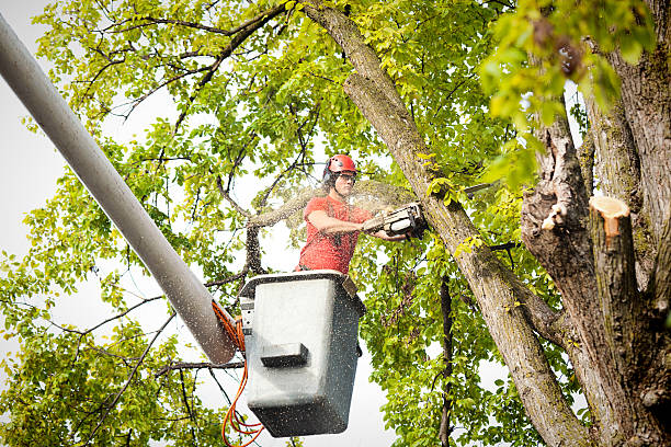 Best Tree Removal Near Me  in Byng, OK